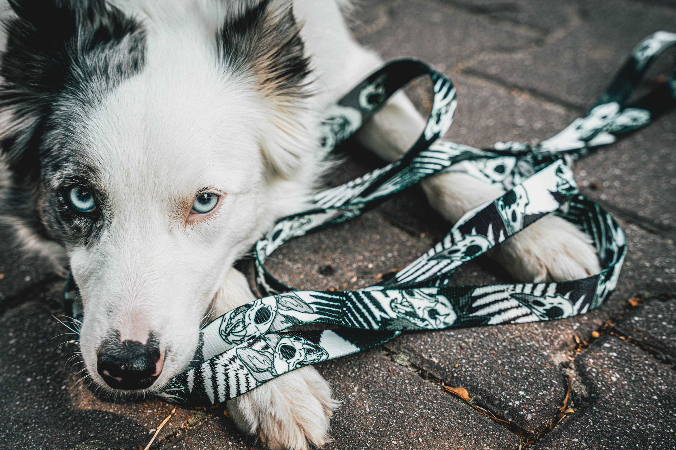 Smycz Nocny Łowca 4