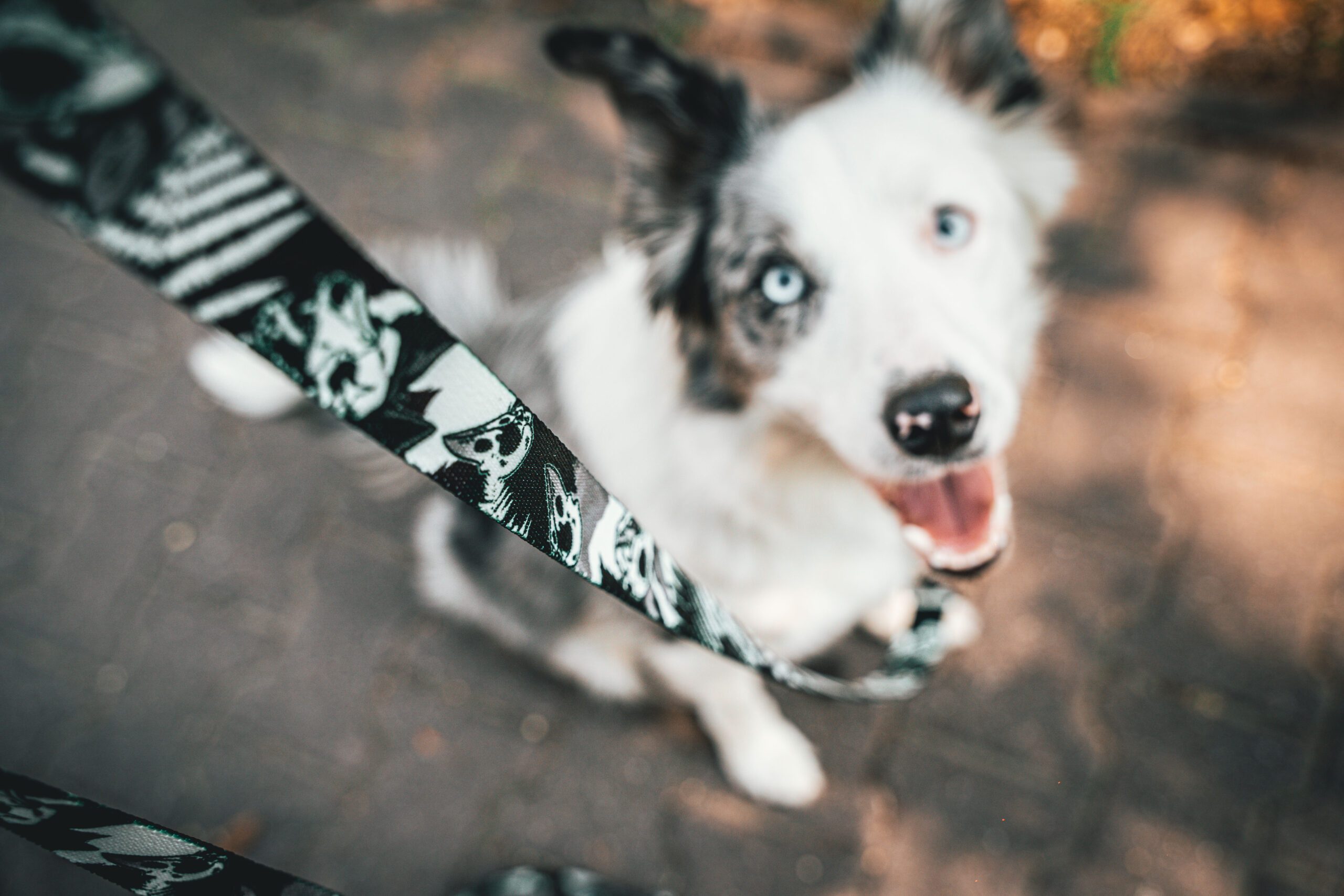 Smycz Nocny Łowca 3