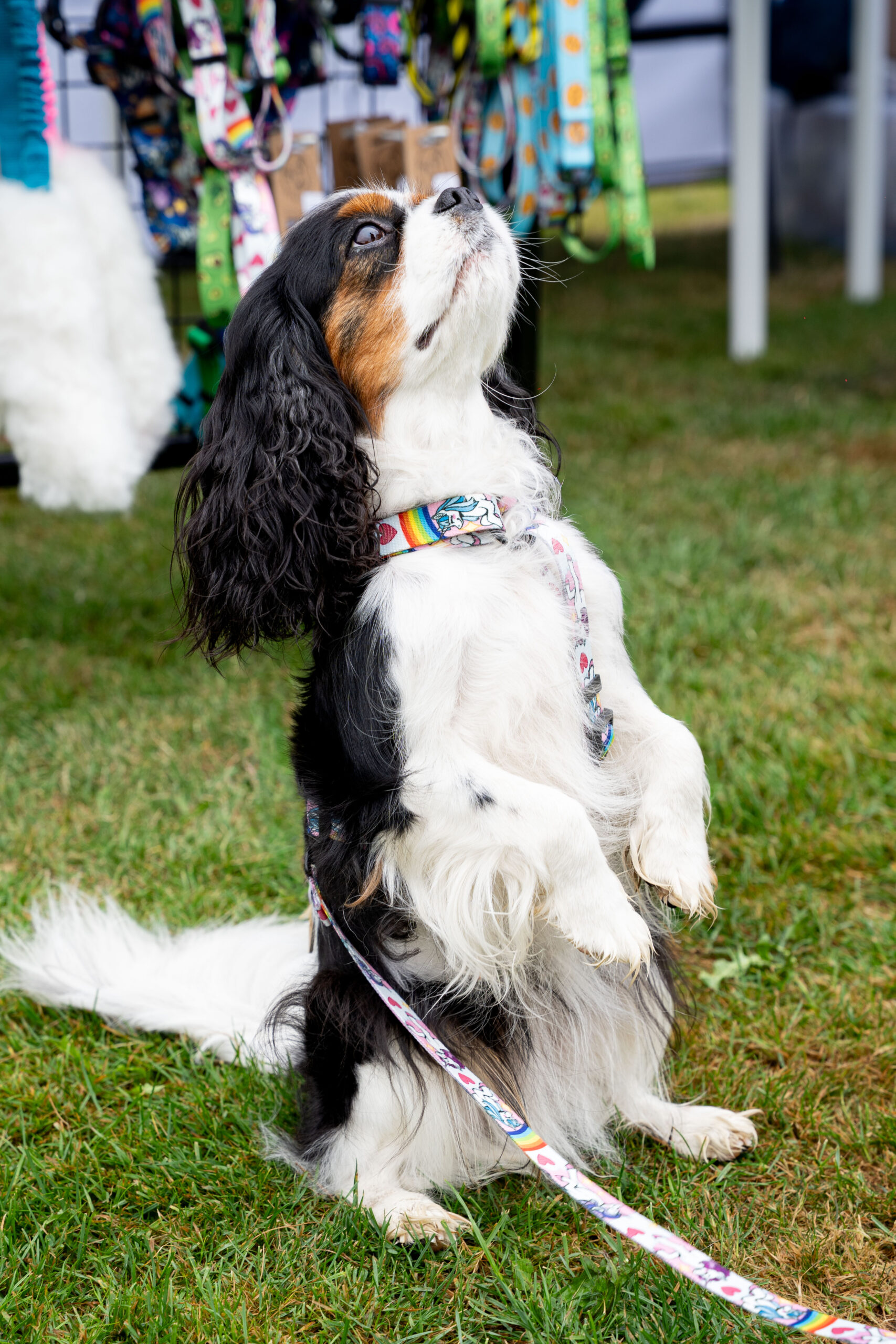 szelki guard jednorożce