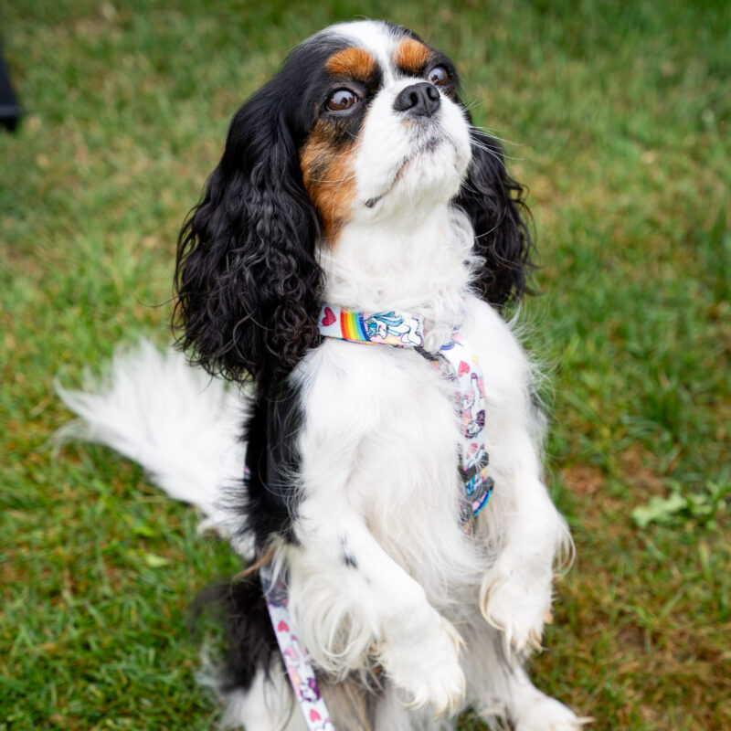szelki guard jednorożce szelki guard jednorożce