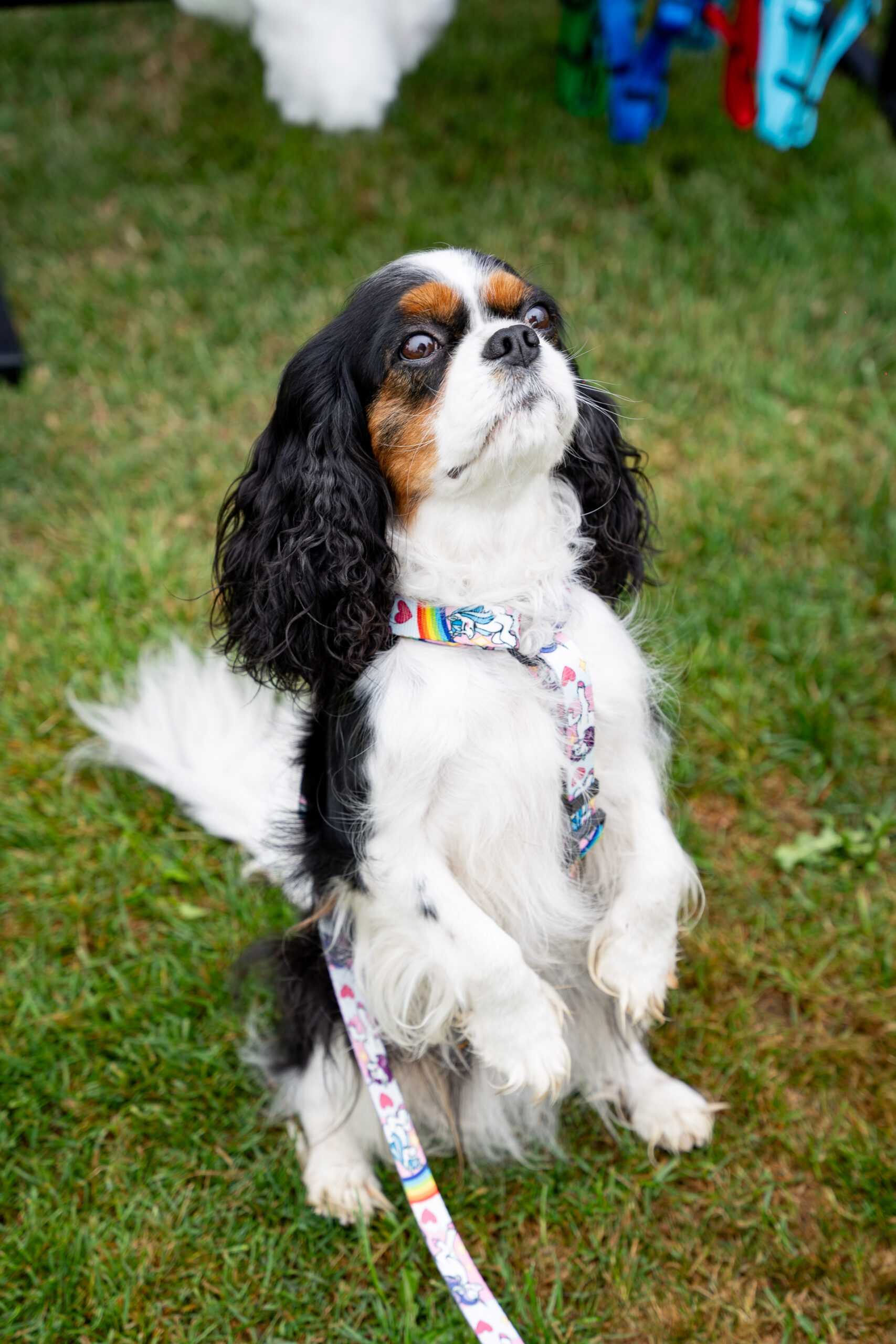 szelki guard jednorożce