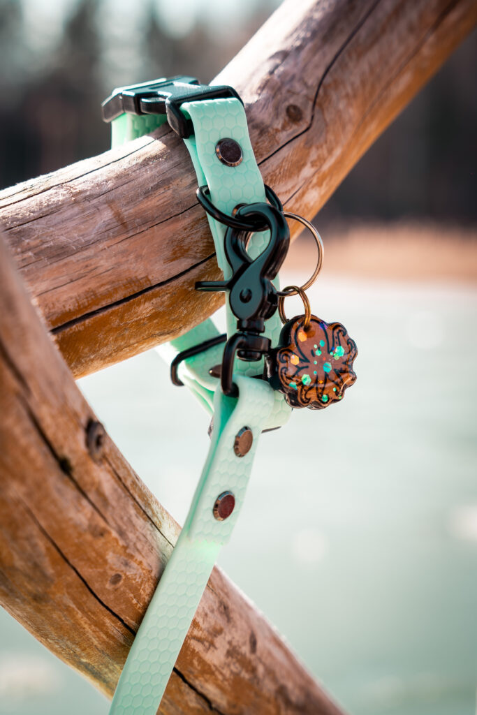 Smycz i obroża dla psa