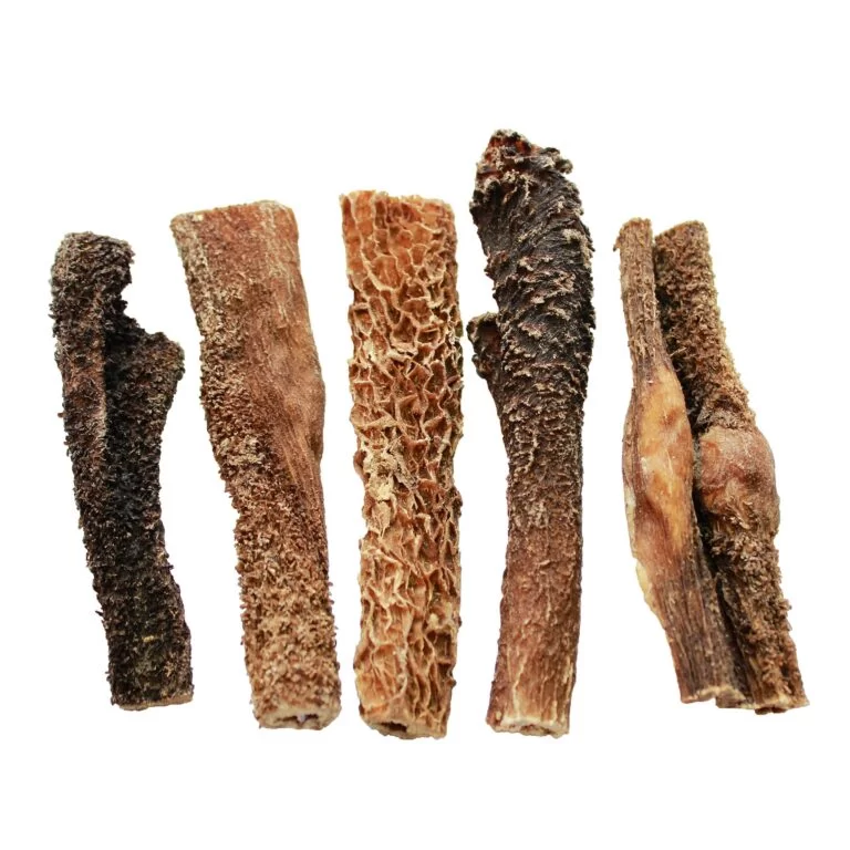 Żwacz wołowy Żwacz wołowy