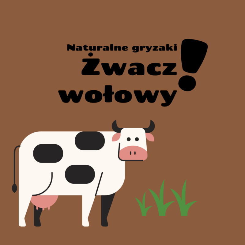 Żwacz wołowy