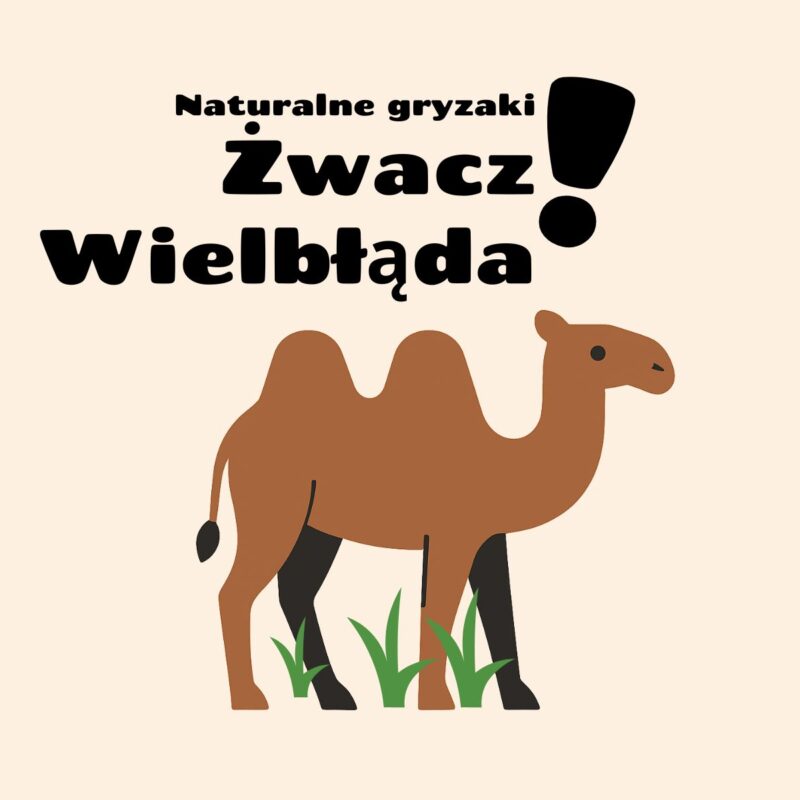 Żwacze wielbłąda