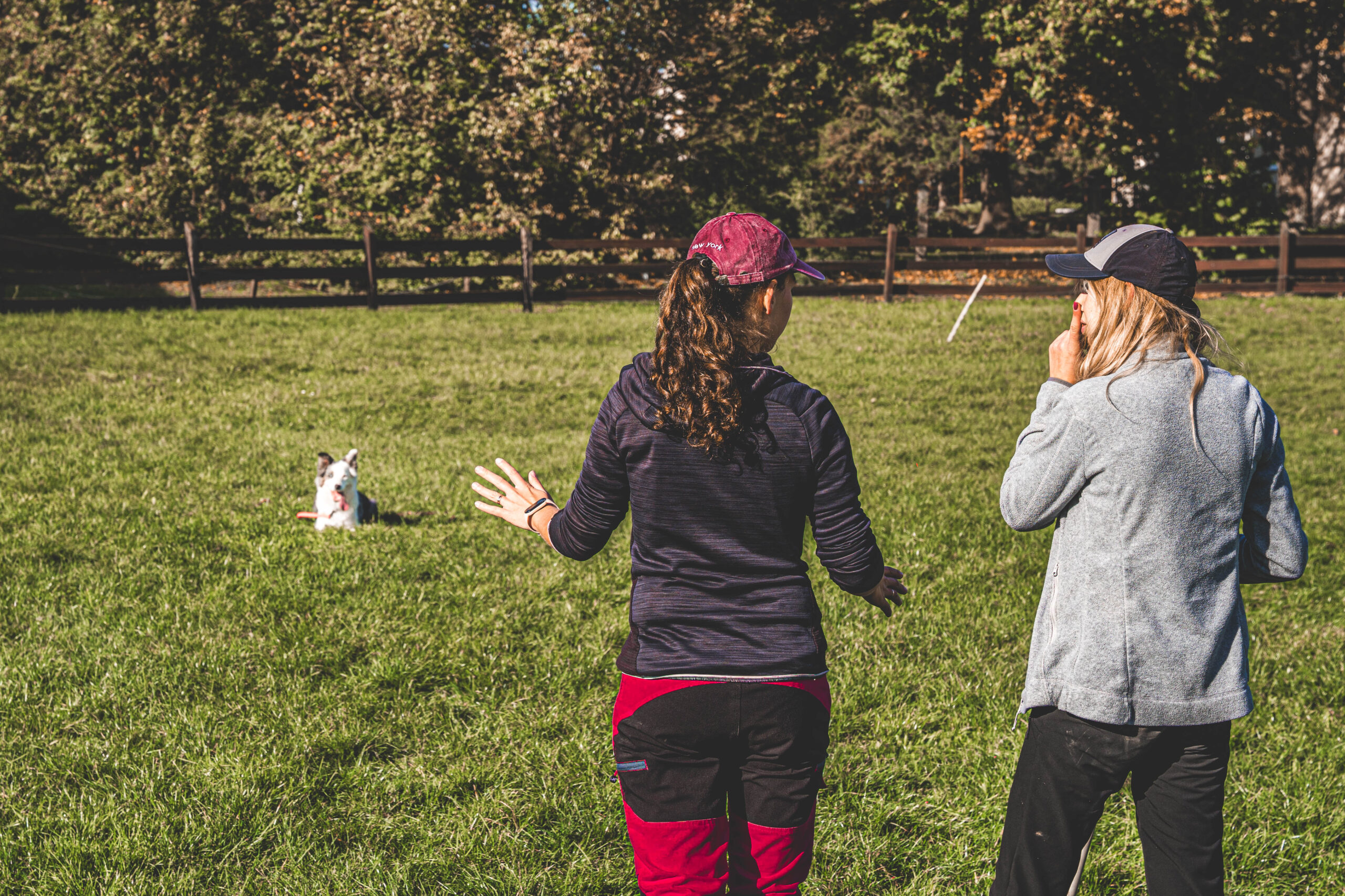 owieczki-73 owieczki 73